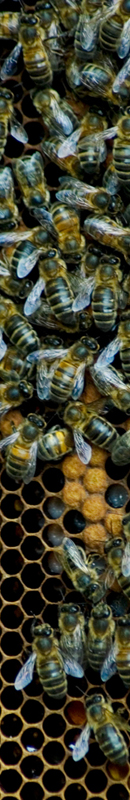 Michelle Garrett Photographer - Sidebar Image - Peoples Passion Brian the Bee Man
