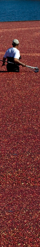 Michelle Garrett Photographer - Sidebar Image - Peoples Passion Cranberry Harvest