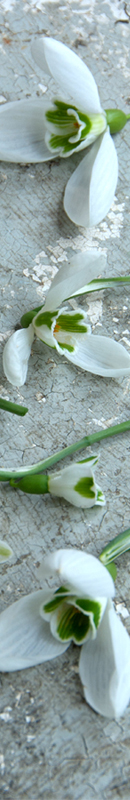Michelle Garrett Photographer - Sidebar Image - Peoples Passion Jacky's Snowdrops